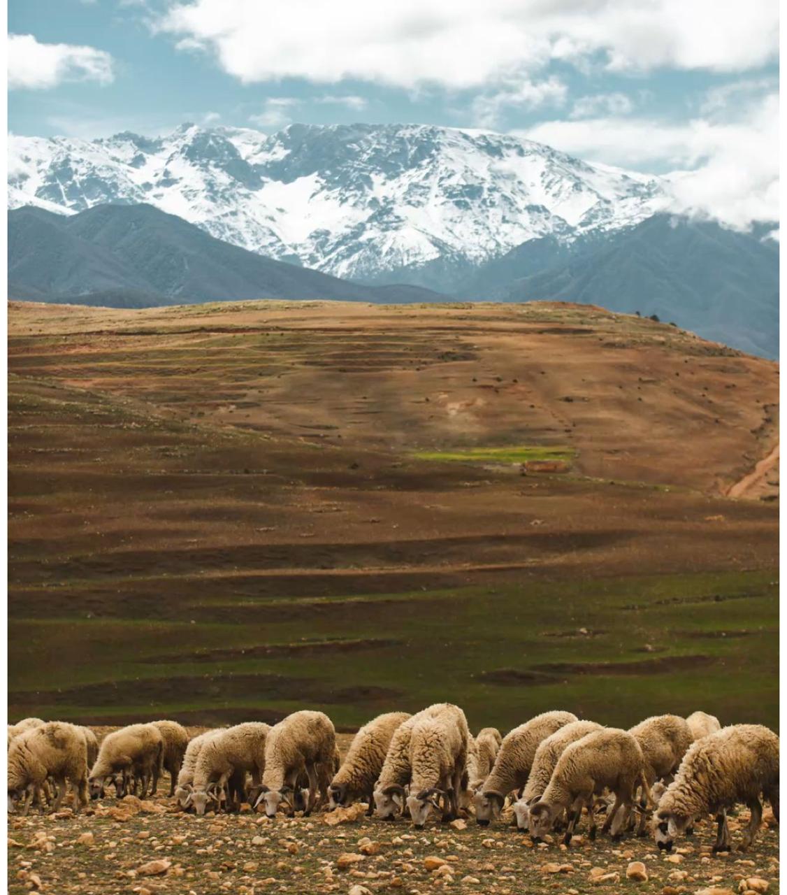 Atlas Mountains Pastoral Life
